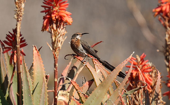 Road-tripping and birdwatching in SA