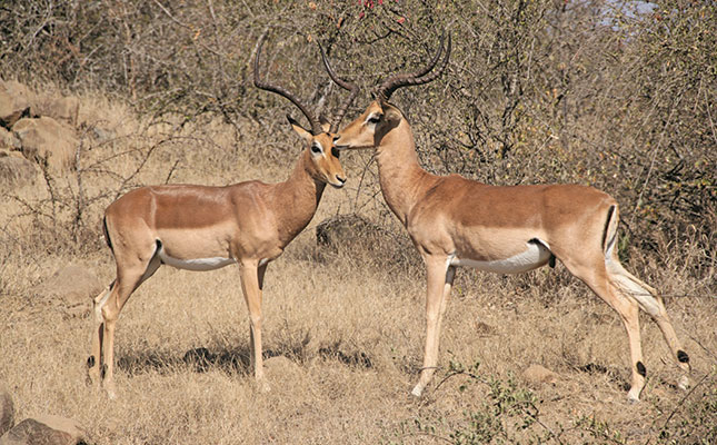 Fears about increase in game poaching in Botswana Fears about increase in game poaching in Botswana