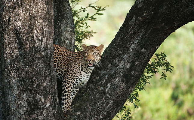 No solutions for leopard predation in Limpopo No solutions for leopard predation in Limpopo