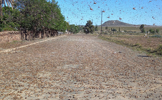 Urgent financial support needed to fight Northern Cape locusts Urgent financial support needed to fight Northern Cape locusts