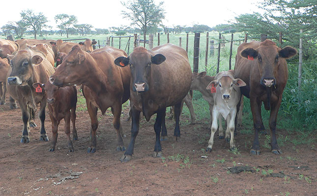 Namibia bans cattle movement after lung sickness outbreak