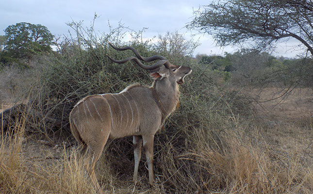 New research findings could protect Namibia’s kudus from rabies New research findings could protect Namibia’s kudus from rabies