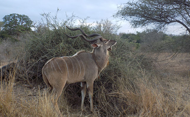 New research findings could protect Namibia’s kudus from rabies