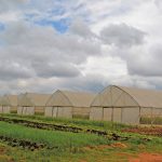 Vutlhari Chauke farms on 1,5ha of leased land, where she has 10 greenhouse tunnels equipped with drip and overhead sprinkler irrigation systems.