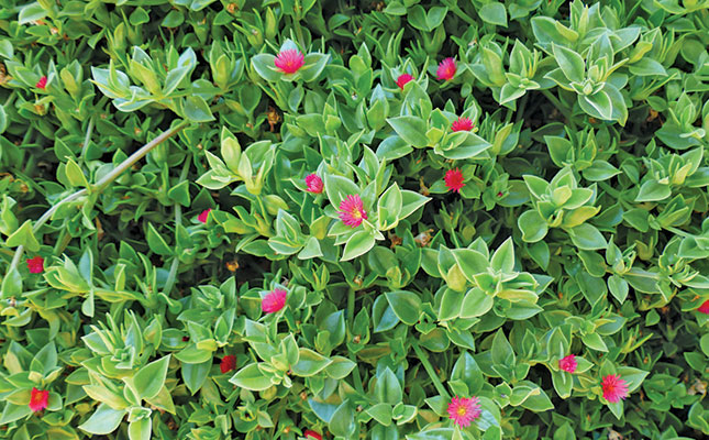 Water-wise plants for your garden Water-wise plants for your garden