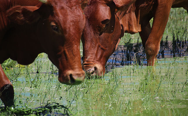 Harmful algal blooms in dams pose serious risk for livestock