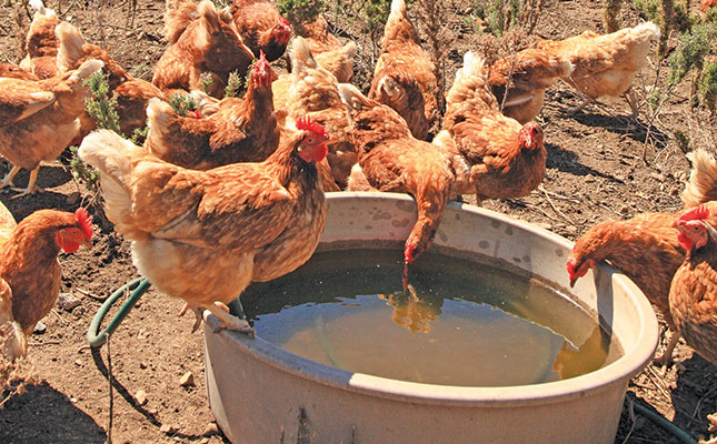 Hard work brings free-range success for farmer Hard work brings free-range success for farmer