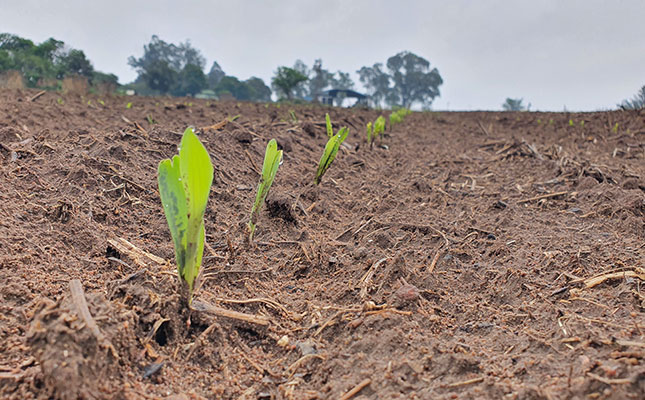 Maize farming: Caring for your crop during the first 40 days