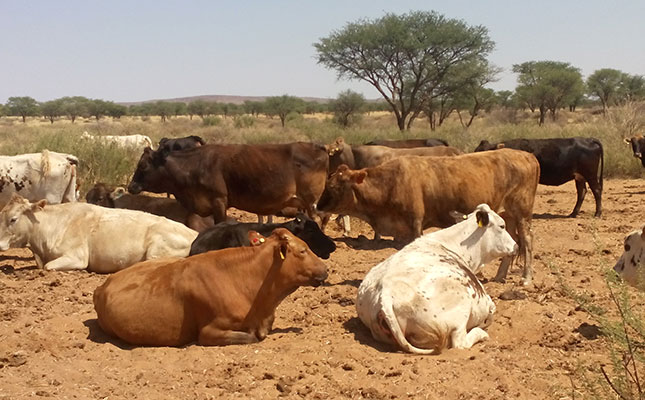 FMD outbreaks ‘could ruin SA’s red meat industry’