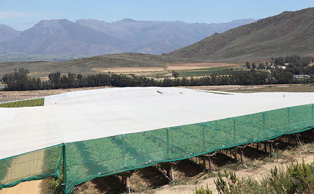 Balancing risk to build a table grape brand Balancing risk to build a table grape brand