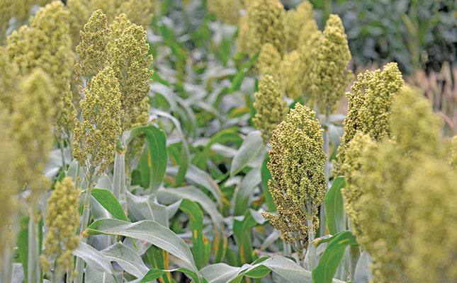 A road map for reviving sorghum production in SA A road map for reviving sorghum production in SA