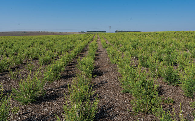 A successful switch from grain to tea tree oil