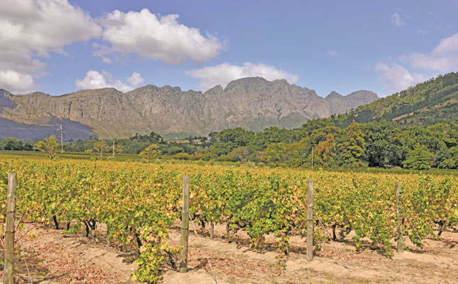 SA wine exports to African countries on the rise