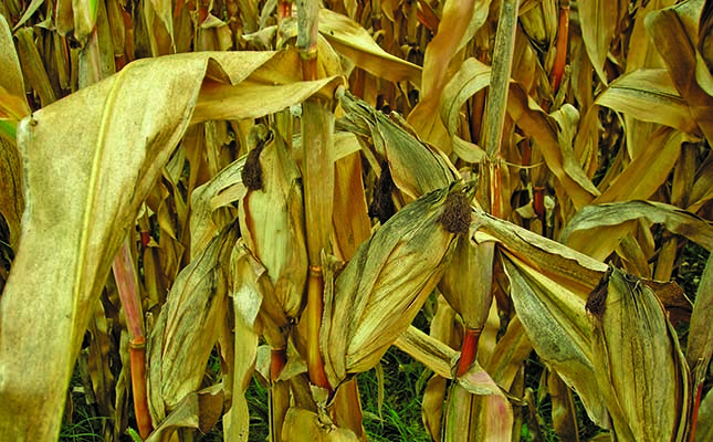 Volatile weather puts pressure on Botswana’s grain harvest