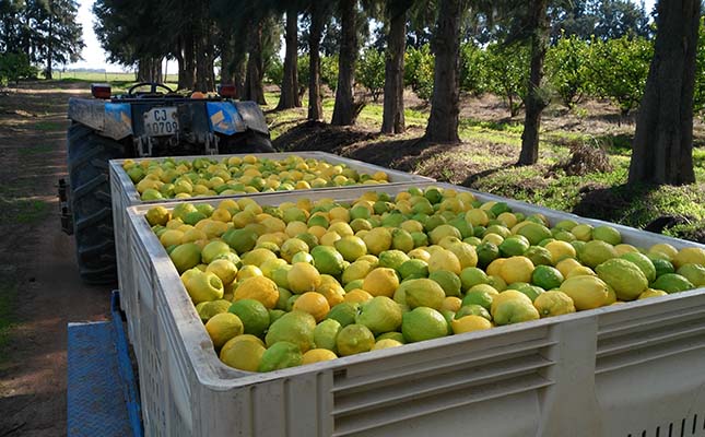 SA citrus exports set to increase despite ongoing challenges