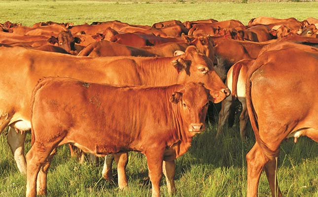 ‘A mammoth task to inoculate 14 million cattle across South Africa’ ‘A mammoth task to inoculate 14 million cattle across South Africa’