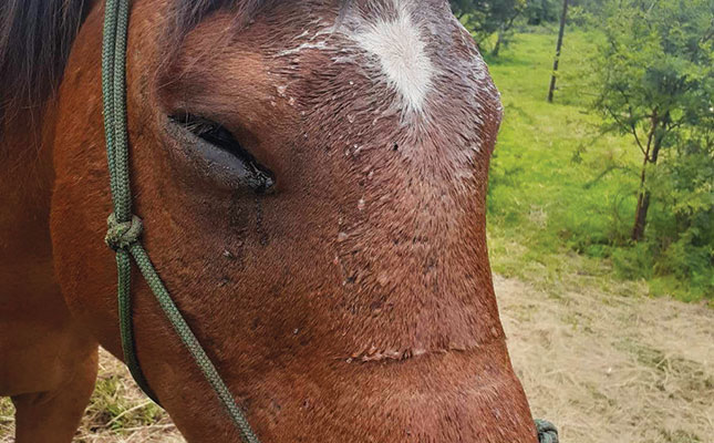 Horses and puff adders