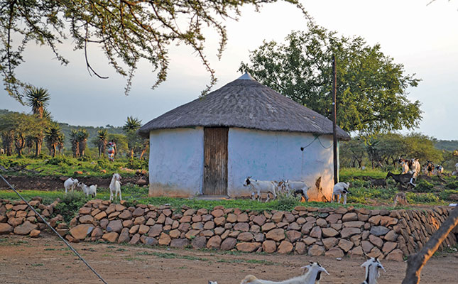 Komercializácia komunálneho chovu kôz v KwaZulu-Natal
