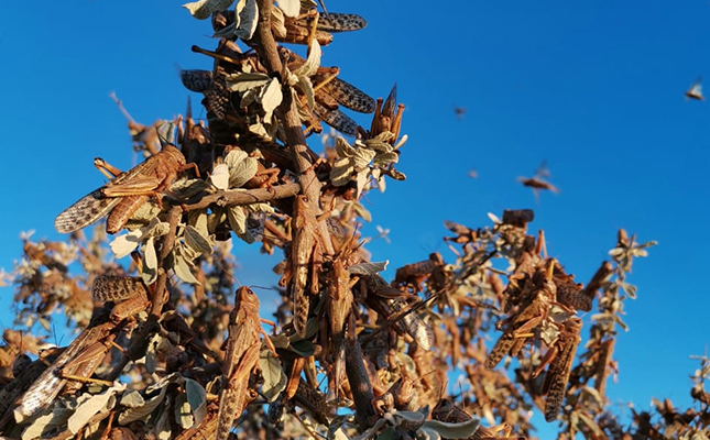 Brown locust infestation cause havoc in southern Namibia