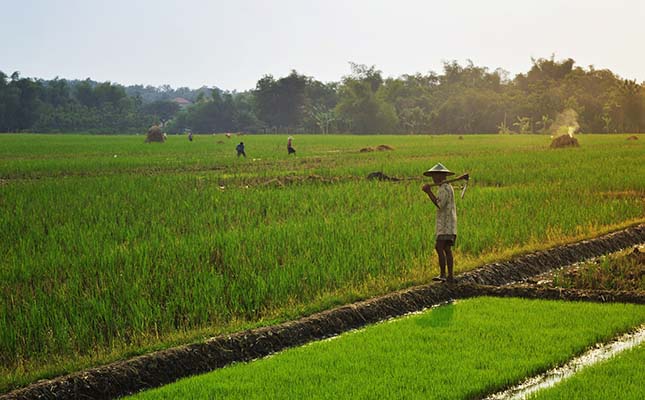 Hunting game help farmers in Laos to fight rat plague