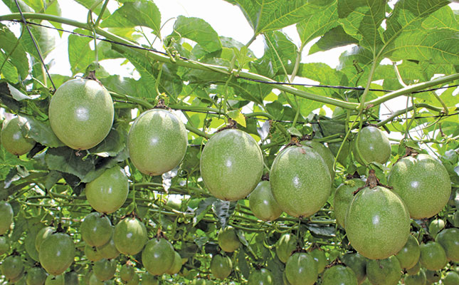 The game-changing passion fruit cultivar developed in SA