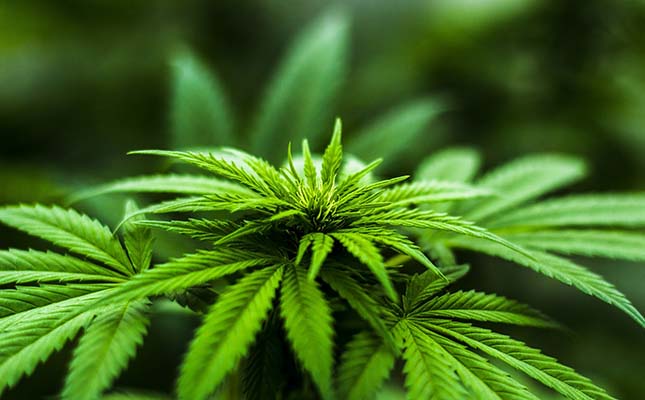 California mega-producer pins hope on legalisation of marijuana