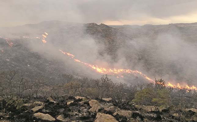 Heavy fuel load could result in ‘extreme fire season’ for SA
