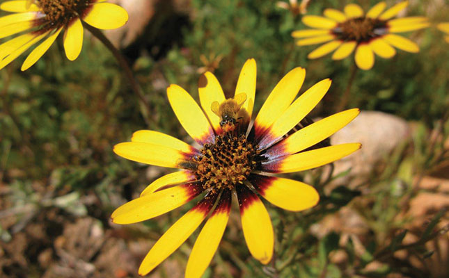 The value of pollinators for seed production The value of pollinators for seed production