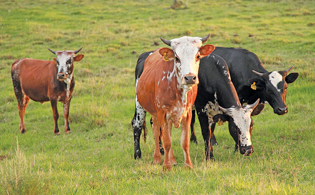 Why small-scale beef cattle farmers struggle to improve their animals Why small-scale beef cattle farmers struggle to improve their animals