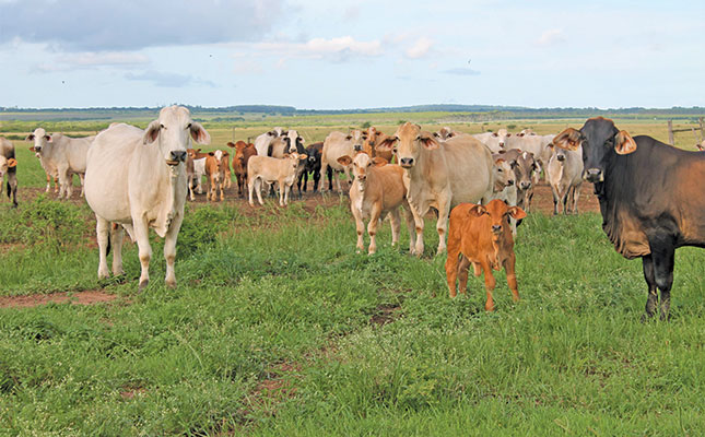 Know the basics: Starting a commercial beef herd from scratch