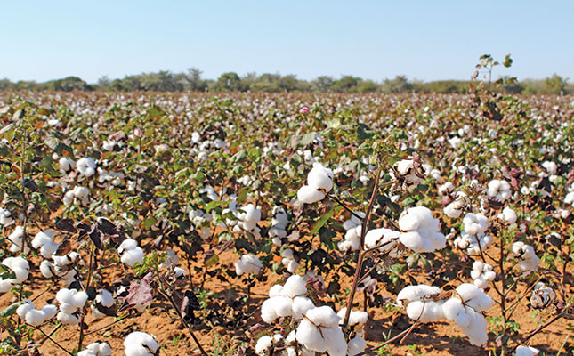 Cotton: the ideal crop for reducing carbon emissions and poverty