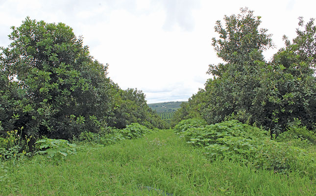 Getting to the root of declining pecan yields Getting to the root of declining pecan yields