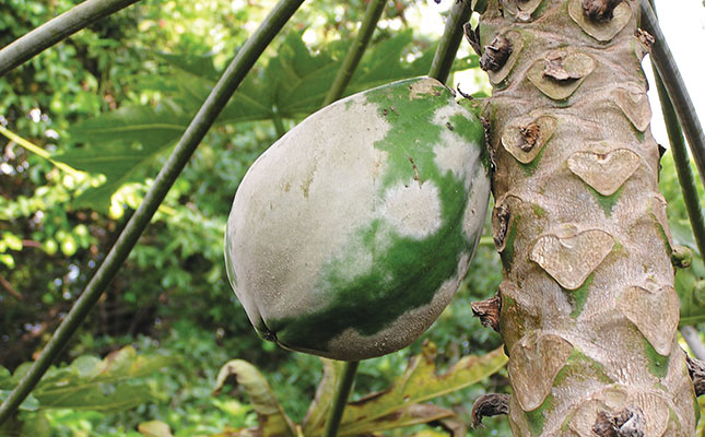 Papaya diseases and viruses