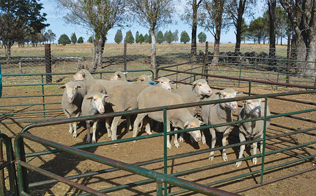 How intensive sheep farmers can improve traceability and profit How intensive sheep farmers can improve traceability and profit