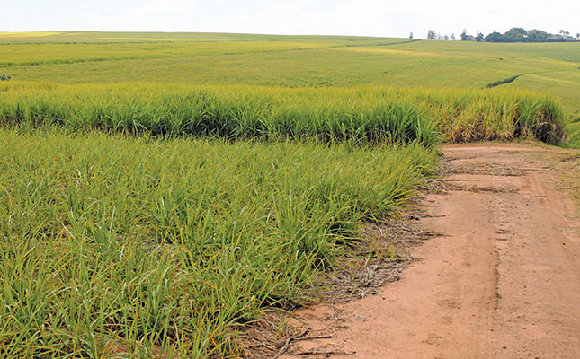 South African cane farmers welcome delay in sugar tax increase