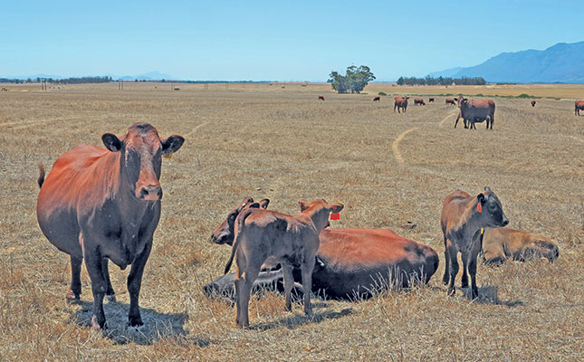 The reality of twins in beef cattle