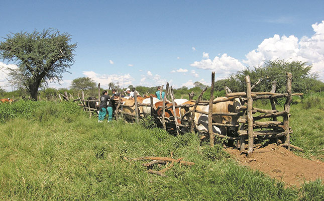 Concern about livestock vet shortage in South Africa