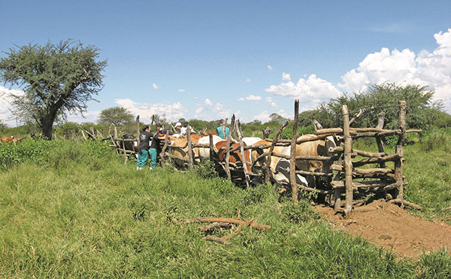 Concern about livestock vet shortage in South Africa Concern about livestock vet shortage in South Africa