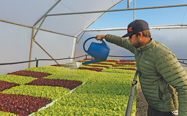 How aquaponics can produce top-quality crops and higher yields