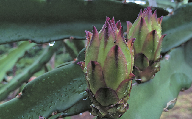 Dragon fruit industry stabilising amid growth