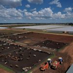 The cattle feedlot has the capacity to support 5 000 weaners