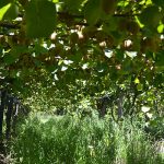 A kiwi orchard works well in a regenerative farming set up. Nicholson plants fodder crops beneath his kiwi vines.