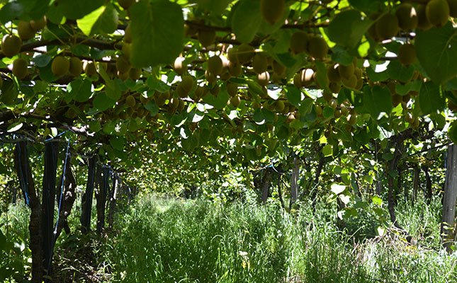 Kiwifruit: South Africa’s golden opportunity Kiwifruit: South Africa’s golden opportunity