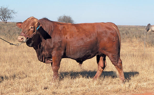 Is artificial insemination right for your farm? Is artificial insemination right for your farm?