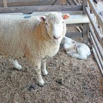 Lambing pens help protect newborn lambs from predators, thereby reducing the lamb mortality rate.