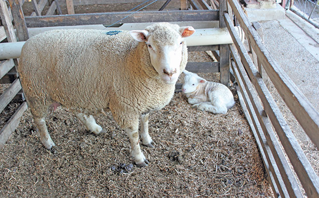 How to manage a lambing pen system effectively