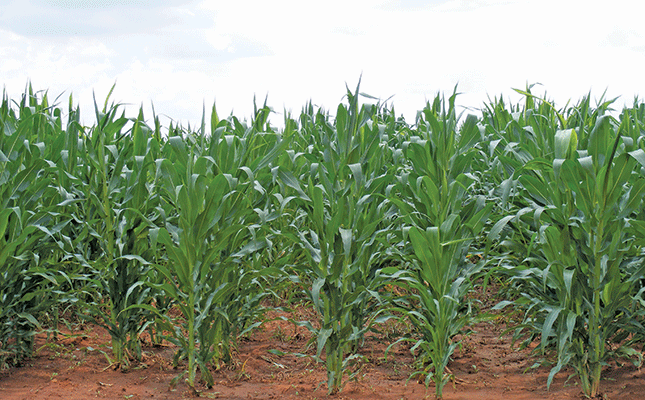 Poor crop yields expected for Zimbabwe in 2022