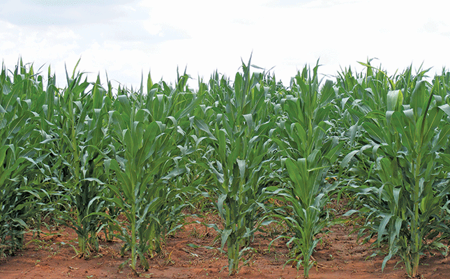 Poor crop yields expected for Zimbabwe in 2022 Poor crop yields expected for Zimbabwe in 2022