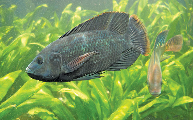 Seawater-farmed tilapia