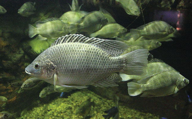 Mozambique tilapia: big plans for a small fish